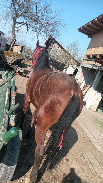 Iapa , Noatina - linie deosebita , viitor excelent .