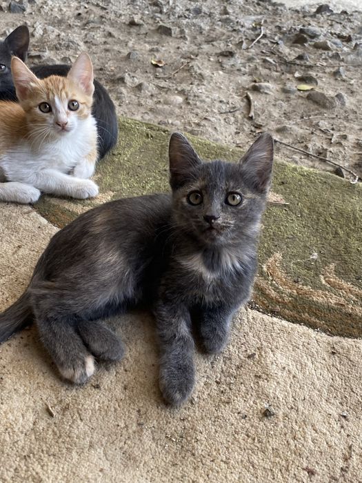 В добрые руки котята