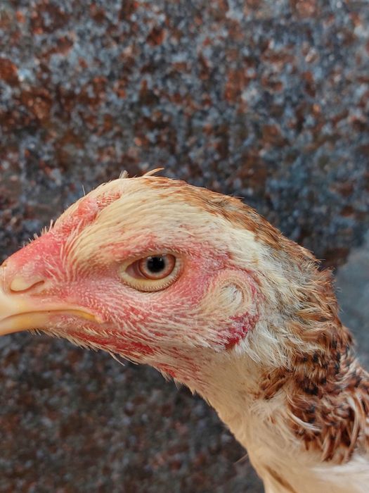 Privaznoy ganoy qon dakan tovuq