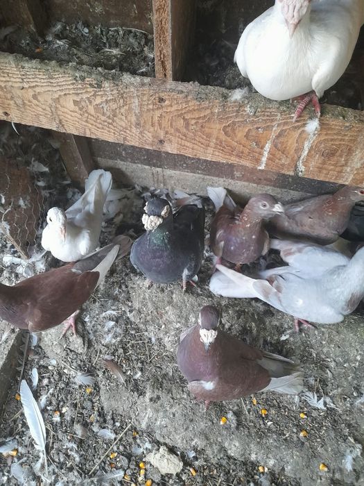 De dat duduroși    tineret  de 2026  50 lei bucata sau schimb  cu iepuri de rasă ,  păsări  de curte etc 0760 060 560 Tuzla