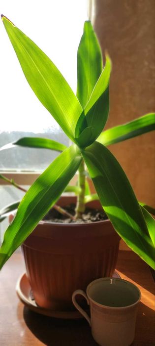 Стайно саксийно растение Кализия ароматна - Златен мустак