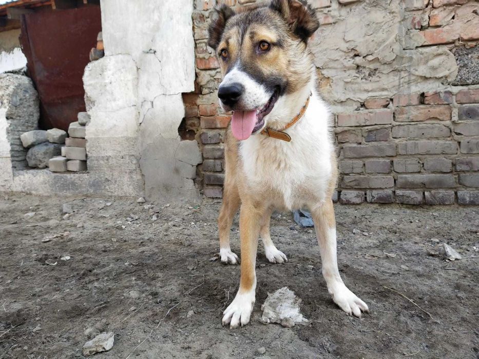 Пропала собака породы алабай.