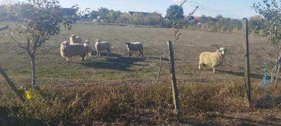 6 oi de vânzare în Dud, jud. Arad