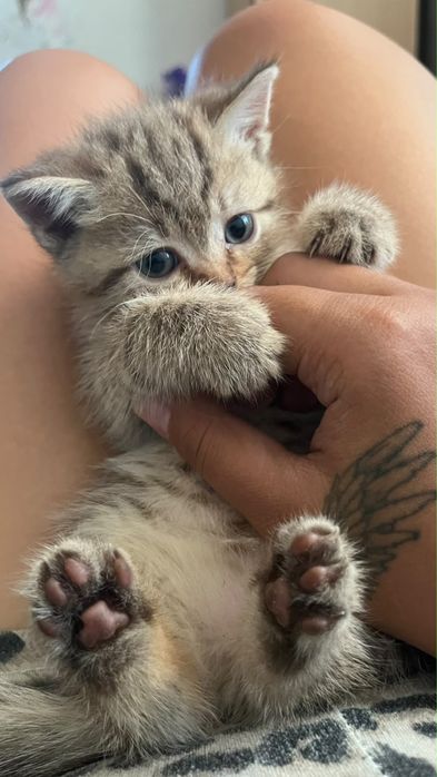 Котята британцы девочки