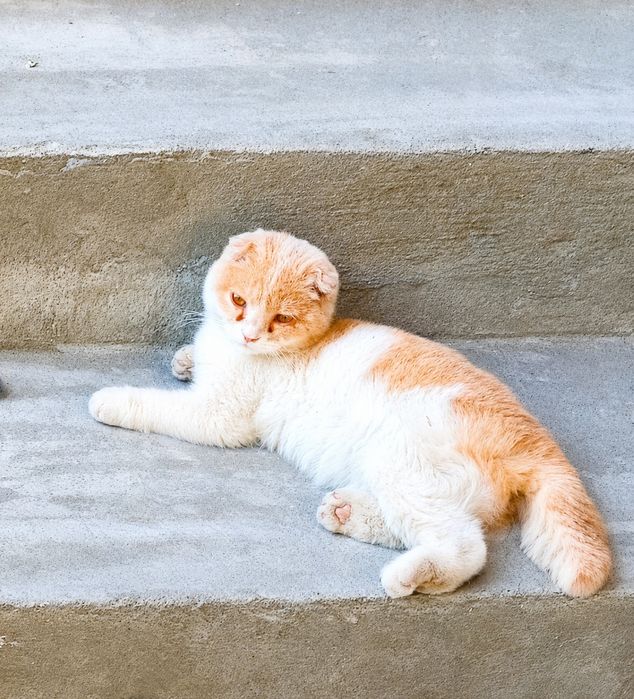 Котёнок Скоттиш Фолд 5 месяц