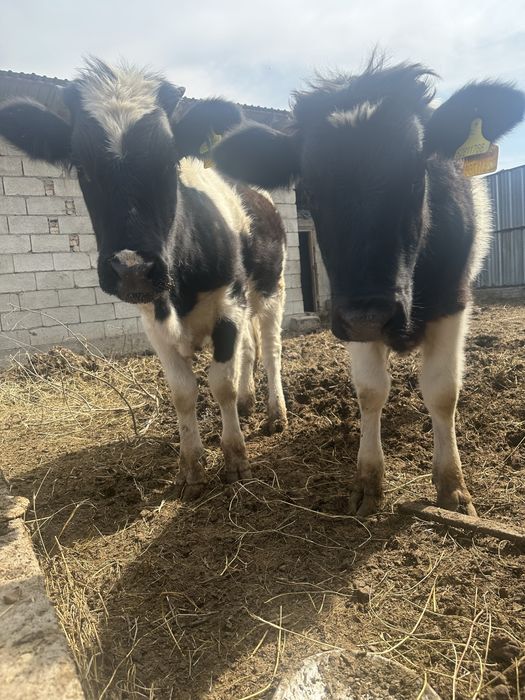 1 жас 1 ай, три тёлки.