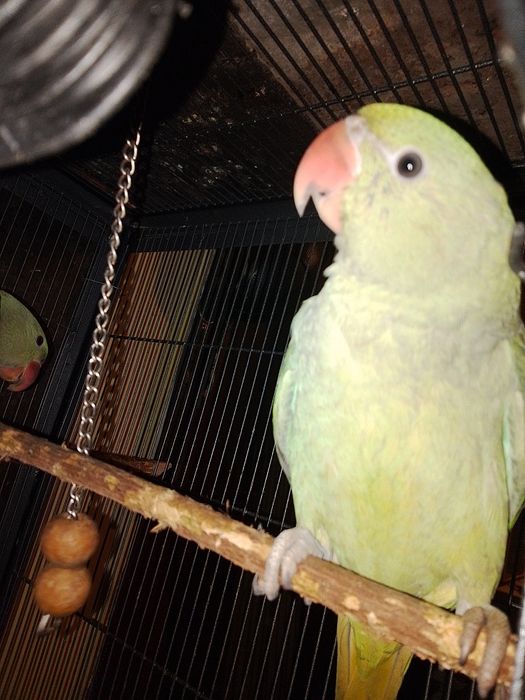 Marele Alexandru pui