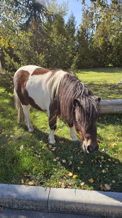 Продам пони красивое