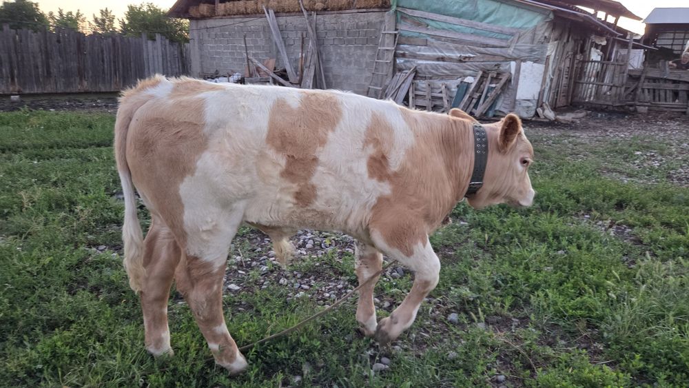 Vând 2 viței,  taur si vitea bălțată românească  de 4 luni. Preț negociabil