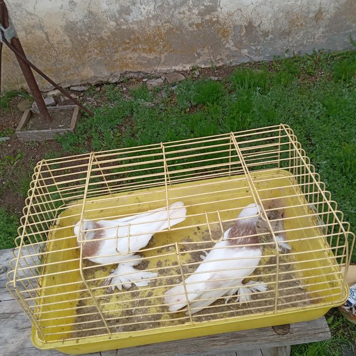 Продам домашних голубей.