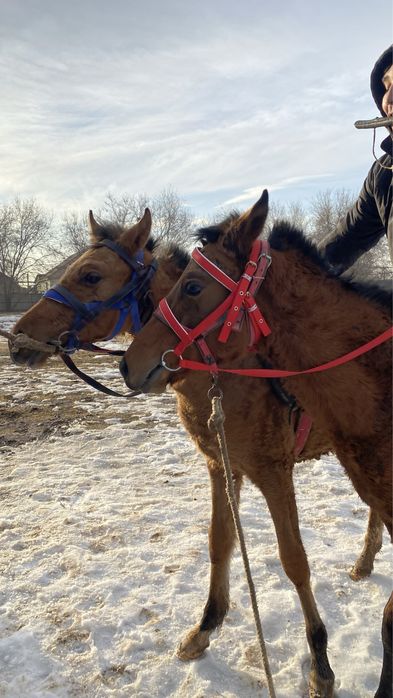 жеребята 8 месяцев