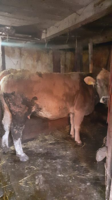 Vaca Bruna de vanzare