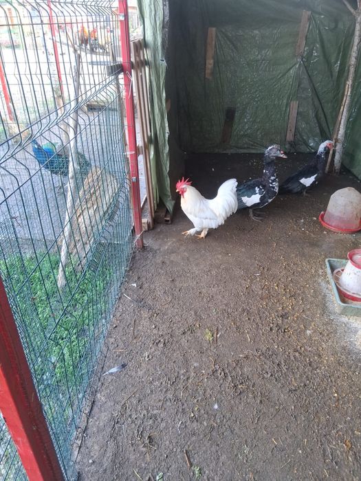 Pasari diverse de vanzare