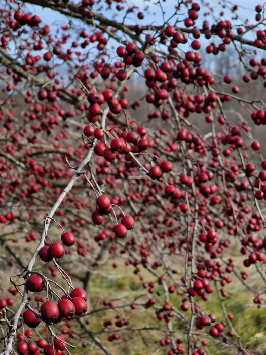 Fructe proaspete de paducel si macese