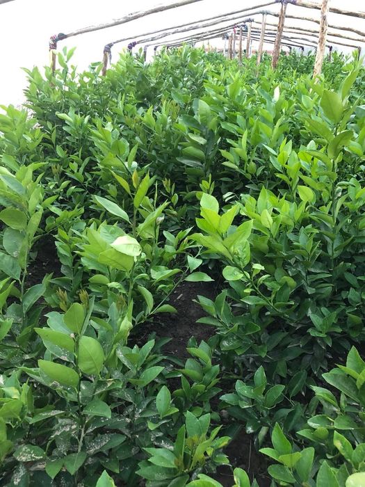 Лимон кочат бор икки йилик бир йилик