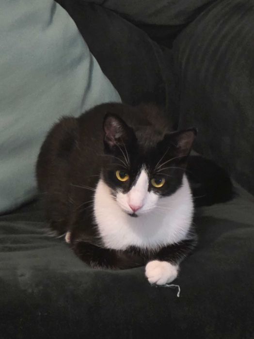 Adoptie pisica sterilizata tuxedo