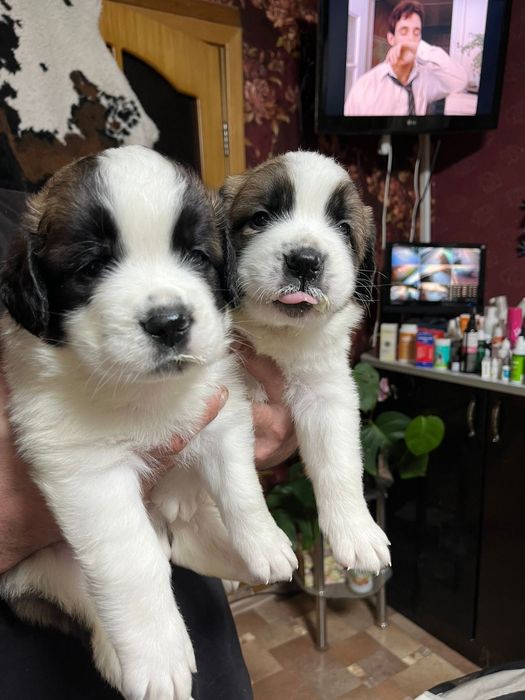 Сенбернары мальчики