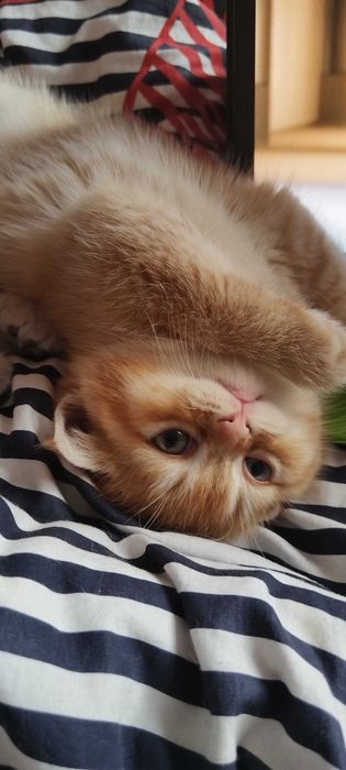 Невероятни шотландски котенца