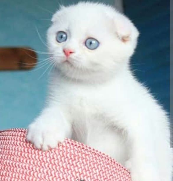 Котята Белые Вислоухий Скоттиш Фолд