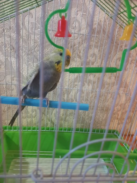 Попугай с клеткой