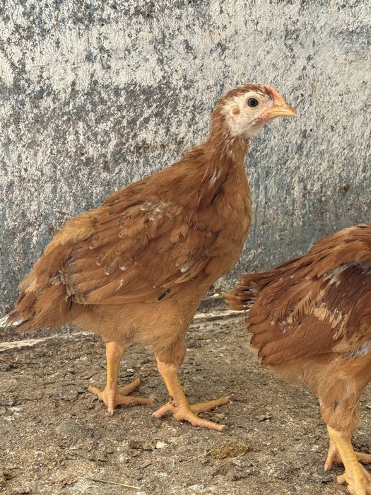 Puicute mixte rasa mixta