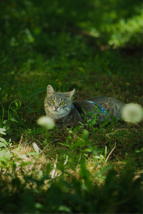 Кошка (8 мес) ищет дом