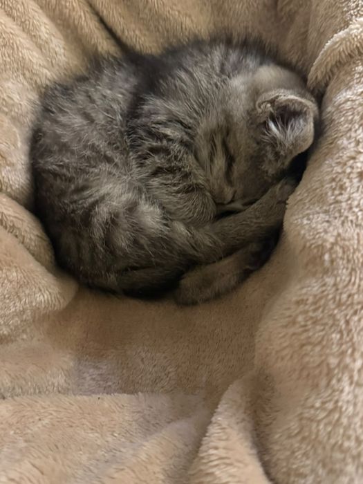 Котенок бесплатно