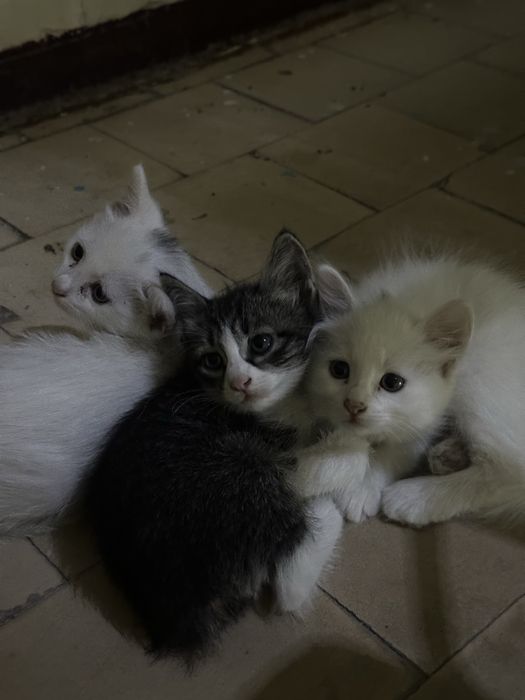 Котятки,  спасите малышей