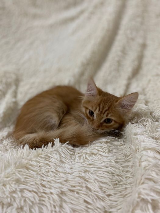 Отдам котика в добрые руки