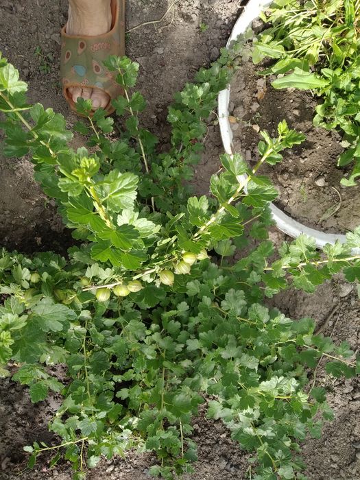 Крыжовник без колючек,жимолость