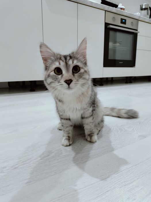 Отдадим кошечку в добрые руки!