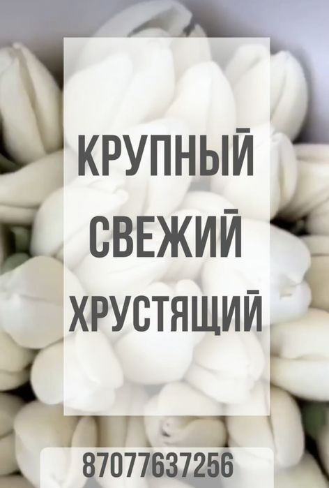 Тюльпаны в розницу