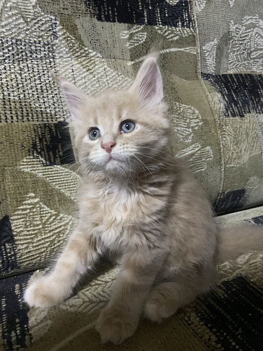 Продам котят Мейн-Кун.