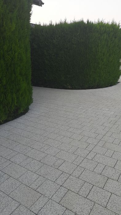 Tuia oferta de toamnă