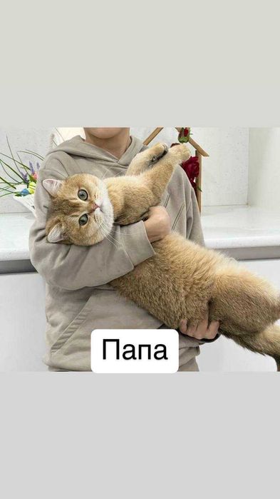 Британская шиншилла