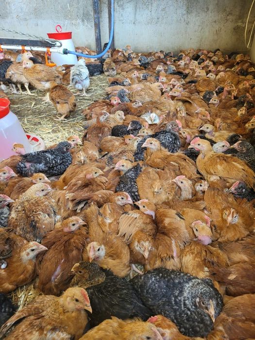 Pui rasa mixta porumbac Kabir