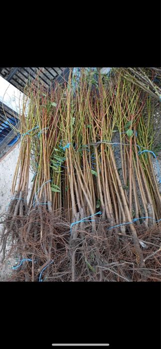 Pomi fructiferi clasici - OFERTA 10+1 GRATIS