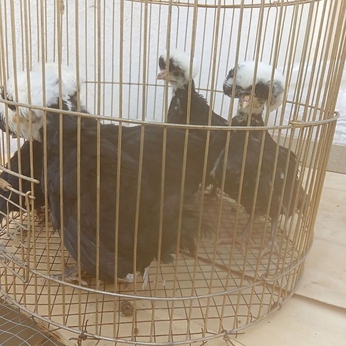 Жожалари 1 ойлик бобколди