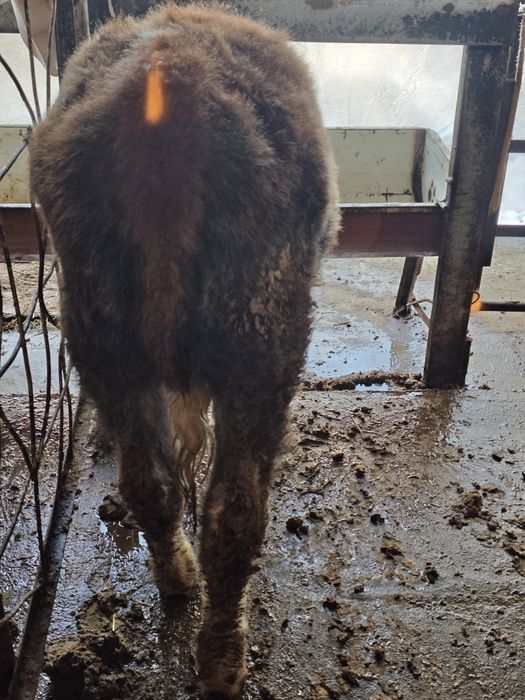 Букача 2, Гунажин 1.