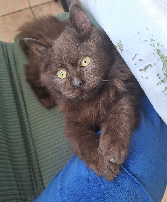 Отдам кошку добрые дела руки