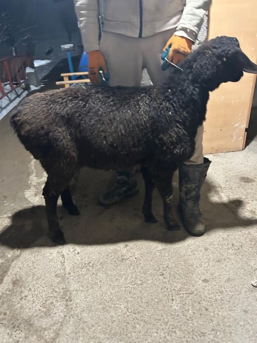 Құрбандықа қозы қойлар