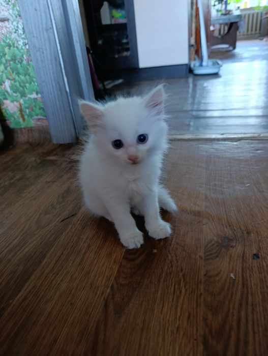 Отдам котят ( кошечек) в добрые руки