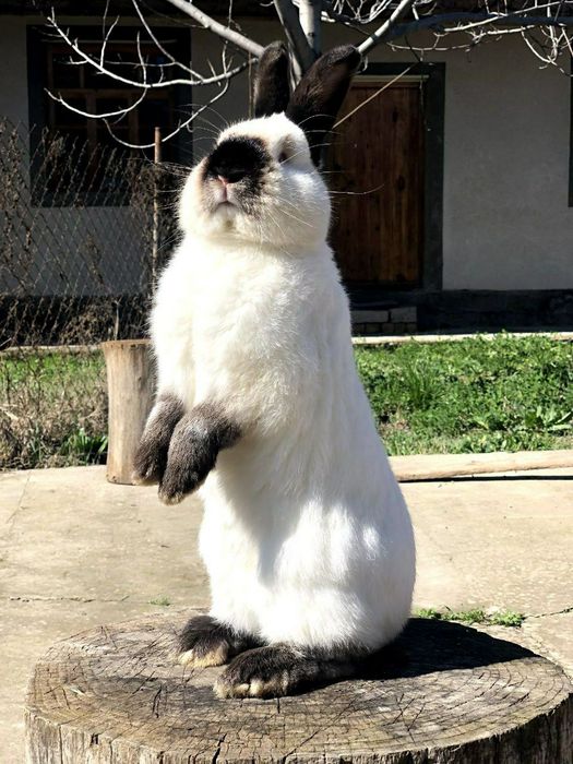 Kalif Kaliforniya Калиф Калифорния кролик quyon