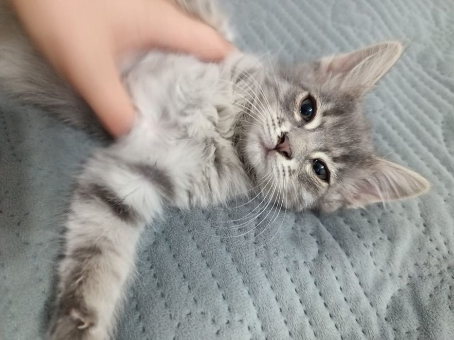 отдам котят в хорошие руки