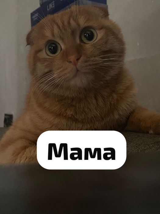 Котята в добрые руки!!!