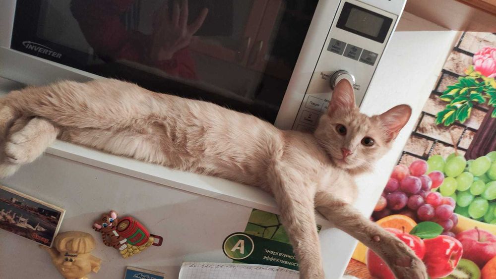 Котята в добрые ручки.