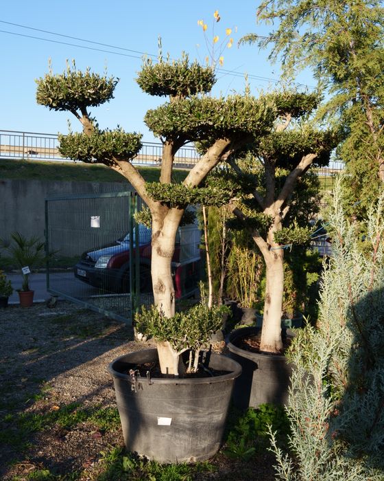 Maslin secular/ maslin bonsai de vanzare/ plante ornamentale