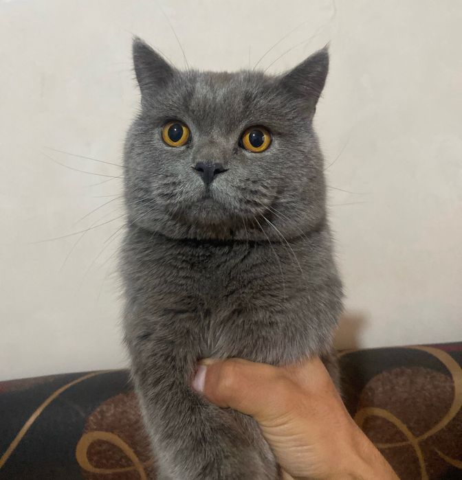 Mushuk skotish strayt