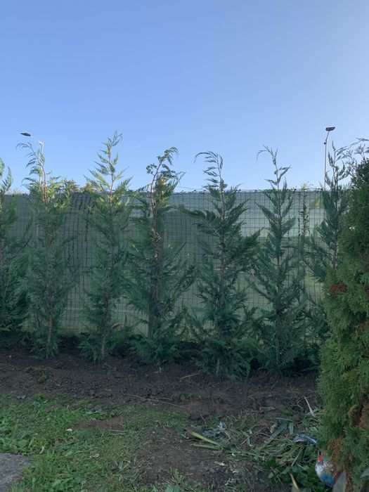 Leylandi chiparos , pepiniera floresti