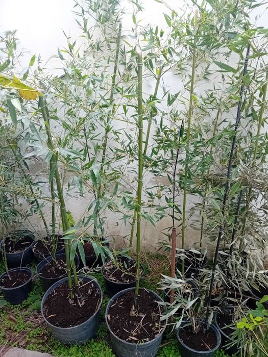 !!!САКСИЯ!!!Бамбук прихванат в саксии!